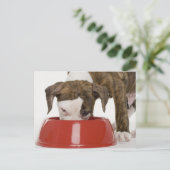 子犬のピットブル食べの皿の外 ポストカード (スタンド正面)