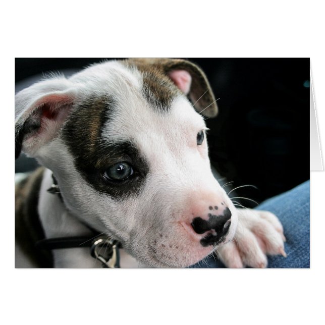 子犬のピット・ブルのT骨 (正面横)