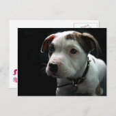 子犬のピット・ブルのT骨 ポストカード (正面/裏面)