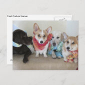 子犬のフレッシュ・プロデュース・スカーフ ポストカード (正面/裏面)