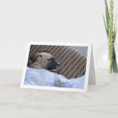 子犬のブランケット カード (正面)