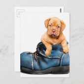 子犬のプレゼント ポストカード (正面/裏面)