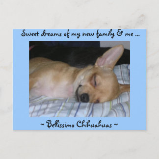 子犬のポストカード ポストカード