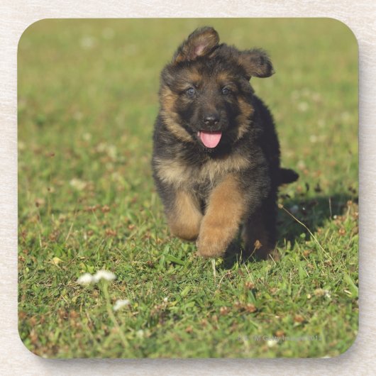 子犬のランニング コースター (正面)