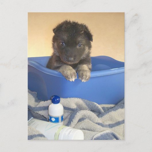 子犬の入浴時間 ポストカード (正面)