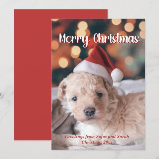 子犬の写真メリークリスマス シーズンカード (正面/裏面)