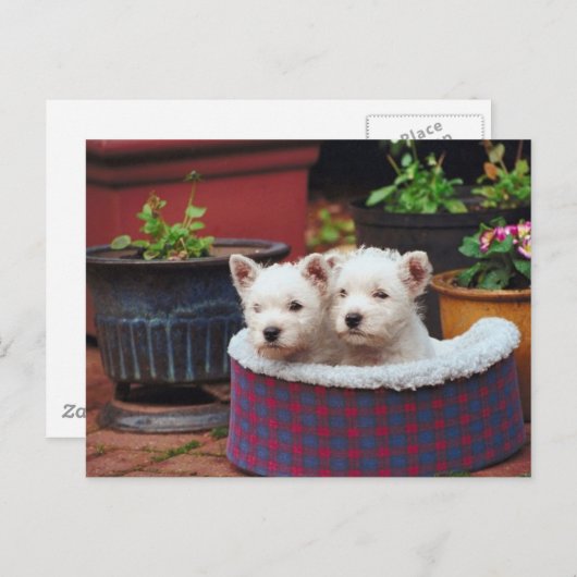 子犬の友人 ポストカード (正面/裏面)