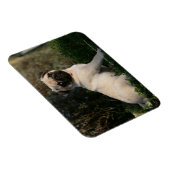 子犬の子座って子犬 マグネット (右側)