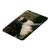 子犬の子座って子犬 マグネット (左側)