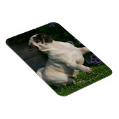 子犬の子犬 マグネット (右側)