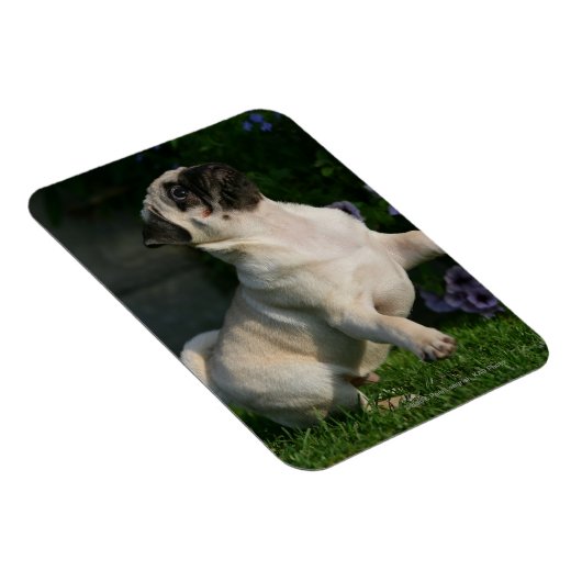 子犬の子犬 マグネット (右側)