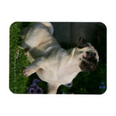 子犬の子犬 マグネット (横)