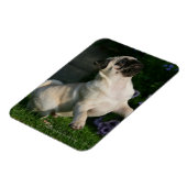 子犬の子犬 マグネット (左側)