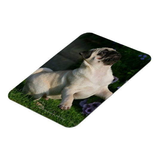 子犬の子犬 マグネット (左側)