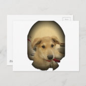 子犬の恋: 人間の親友 ポストカード (正面/裏面)