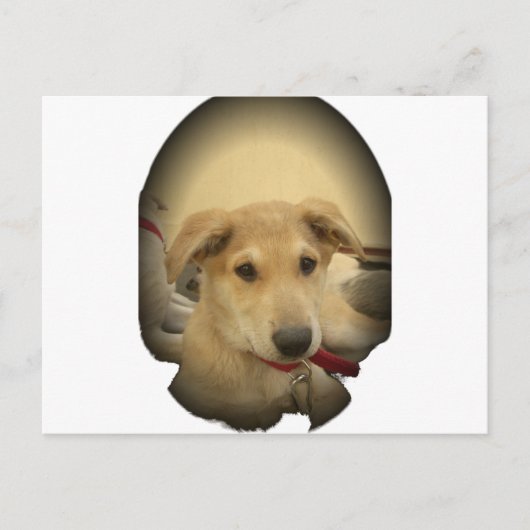 子犬の恋: 人間の親友 ポストカード (正面)