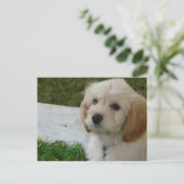 子犬の愛 – かわいいマルティポウドッグの写真 ポストカード (スタンド正面)