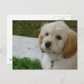 子犬の愛 – かわいいマルティポウドッグの写真 ポストカード (正面/裏面)