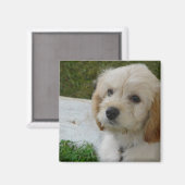 子犬の愛 – かわいいマルティポウドッグの写真 マグネット (正面/裏面)