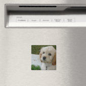子犬の愛 – かわいいマルティポウドッグの写真 マグネット (インサイチュ (食洗機))