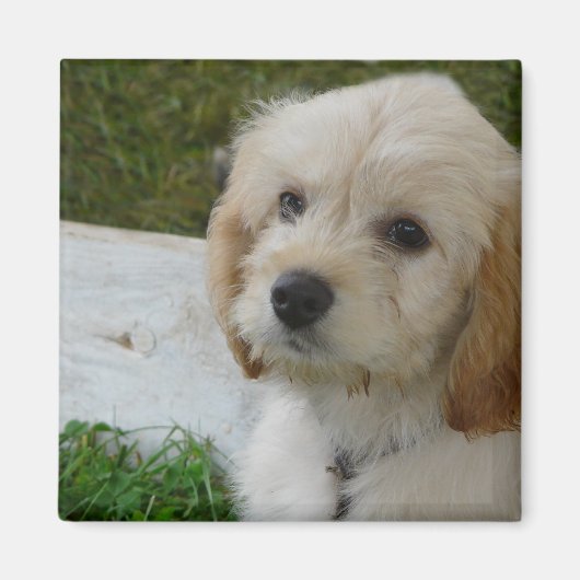 子犬の愛 – かわいいマルティポウドッグの写真 マグネット (正面)