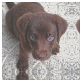 子犬の愛 ファブリック (クローズアップ)