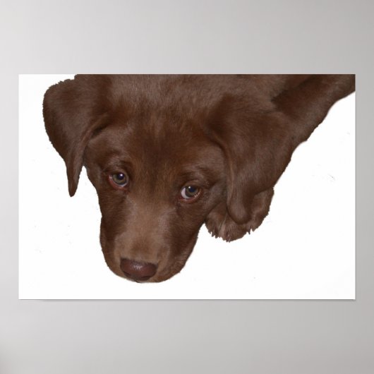 子犬の愛 ポスター (正面)