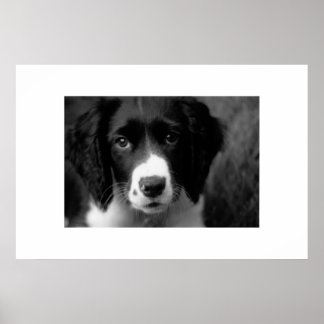 子犬の愛 ポスター