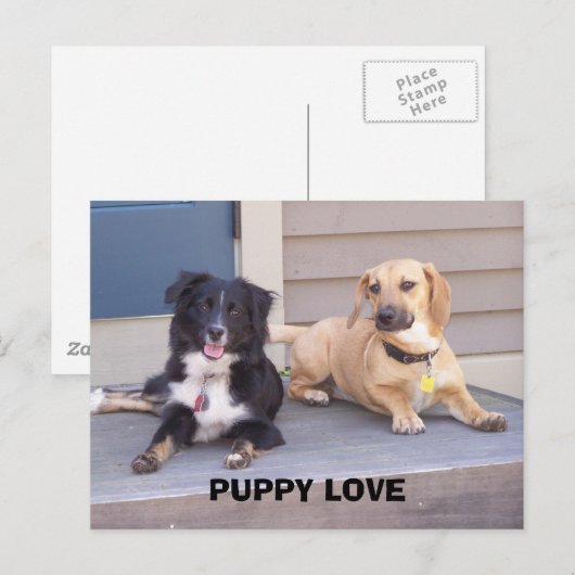 子犬の愛 ポストカード (正面/裏面)