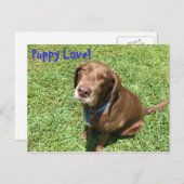 子犬の愛！ ポストカード (正面/裏面)