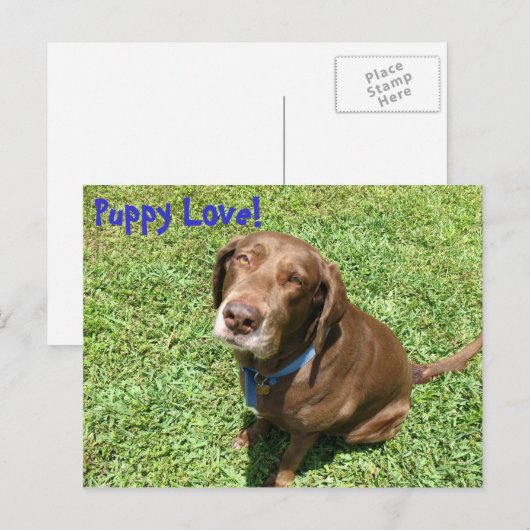 子犬の愛！ ポストカード (正面/裏面)