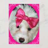 子犬の愛_ ポストカード (正面)