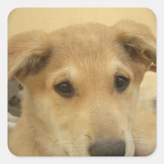 子犬の愛:人間の最高の友人 スクエアシール (正面)