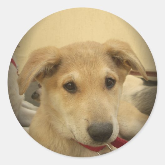 子犬の愛:人間の最高の友人 ラウンドシール (正面)