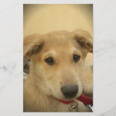 子犬の愛:人間の最高の友人 便箋 (正面)