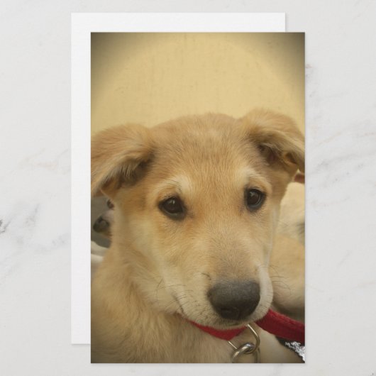 子犬の愛:人間の最高の友人 便箋 (正面/裏面)