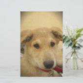 子犬の愛:人間の最高の友人 便箋 (スタンド正面)