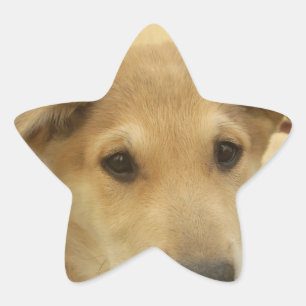 子犬の愛:人間の最高の友人 星シール