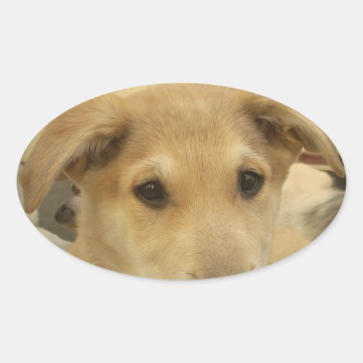 子犬の愛:人間の最高の友人 楕円形シール (正面)