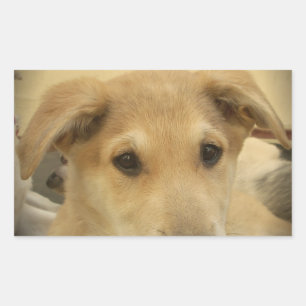 子犬の愛:人間の最高の友人 長方形シール