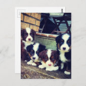 子犬の愛 – 愛らしいオーストラリアの羊飼い ポストカード (正面/裏面)