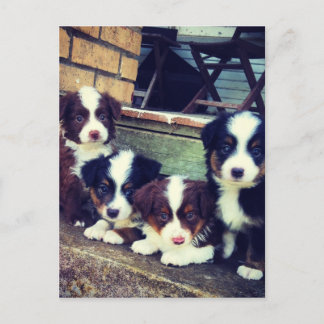 子犬の愛 – 愛らしいオーストラリアの羊飼い ポストカード