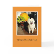 子犬の感謝祭のコスモ