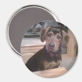 子犬の注視マグネット マグネット (正面/裏面)