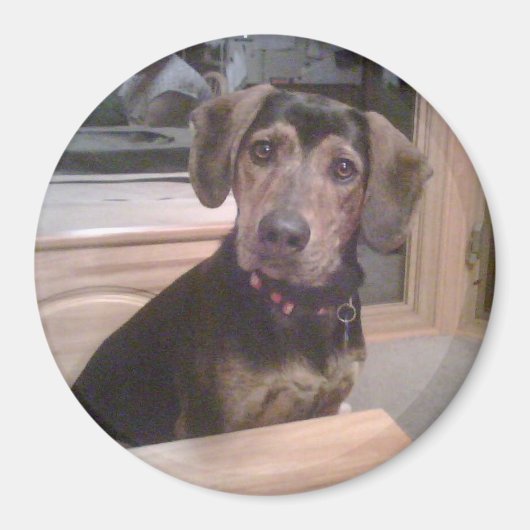 子犬の注視マグネット マグネット (正面)