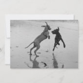 子犬の発表 (裏面)
