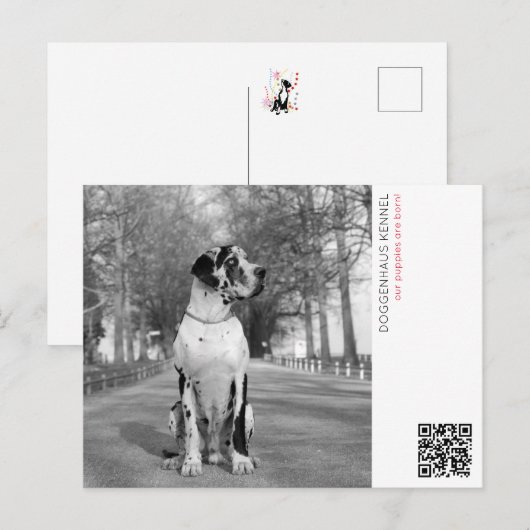 子犬の発表 ポストカード (正面/裏面)