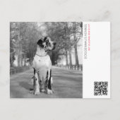 子犬の発表 ポストカード (正面)