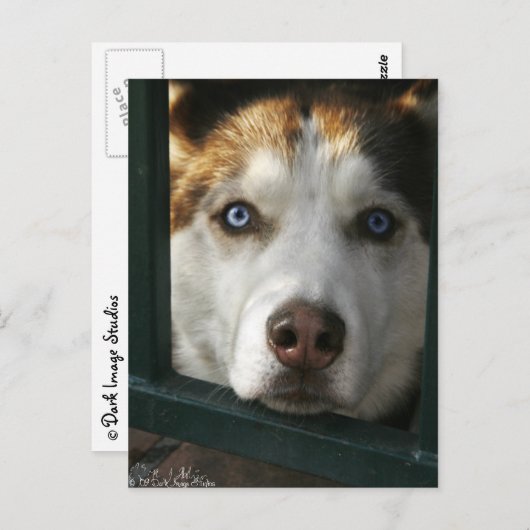 子犬の目はがき ポストカード (正面/裏面)