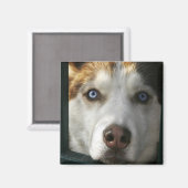 子犬の目磁石 マグネット (正面/裏面)